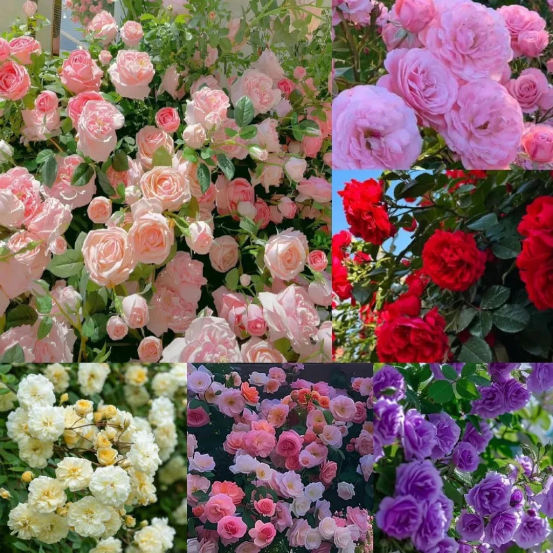 š¹ Elegant Climbing Rose Flower Seeds- 9 Rare and Breathtaking Colors Seeds(IMPORTED)